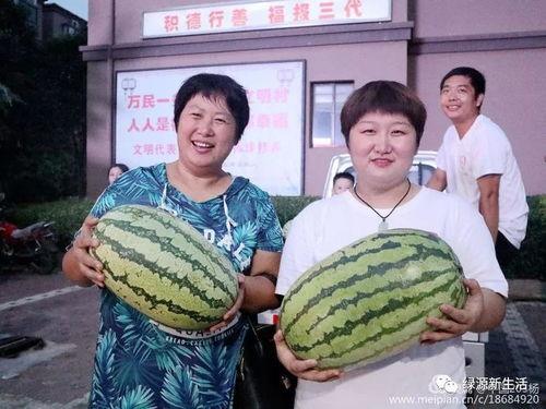 实况照片吃瓜,瓜田里的欢乐时光，尽享夏日清凉