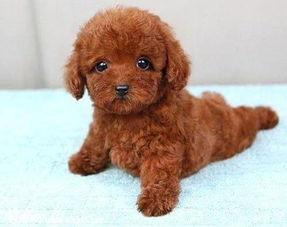 泰迪可以吃吊瓜,探索吊瓜的奇妙滋味